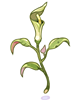 Poison Herb Seratum