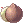 Coconut Fruit