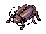 Thief Bug