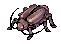 Thief Bug Female