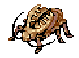 Golden Thief Bug