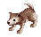 Baby Desert Wolf