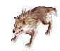Desert Wolf